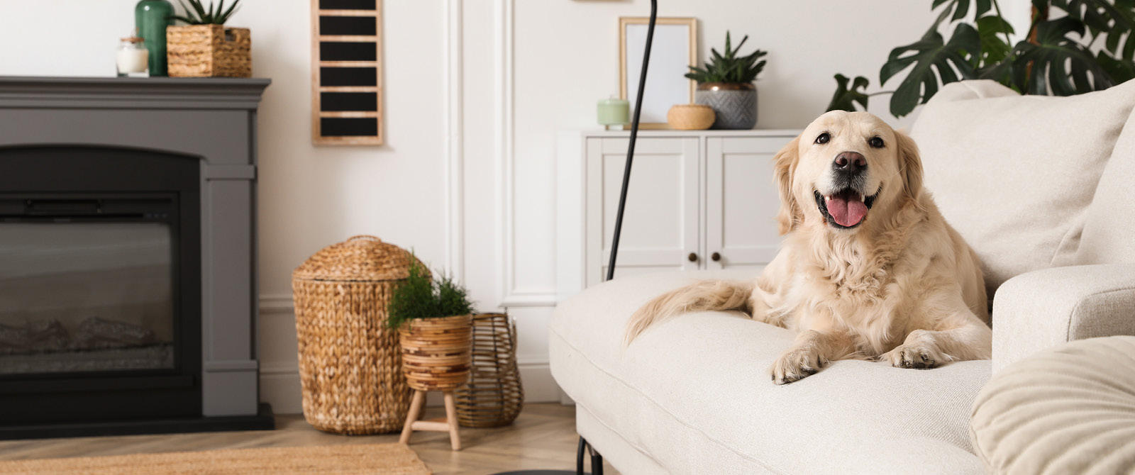 Lemmikit ovat osa taloyhtiöelämää, mutta omistajan on hyvä huomioida myös naapurit